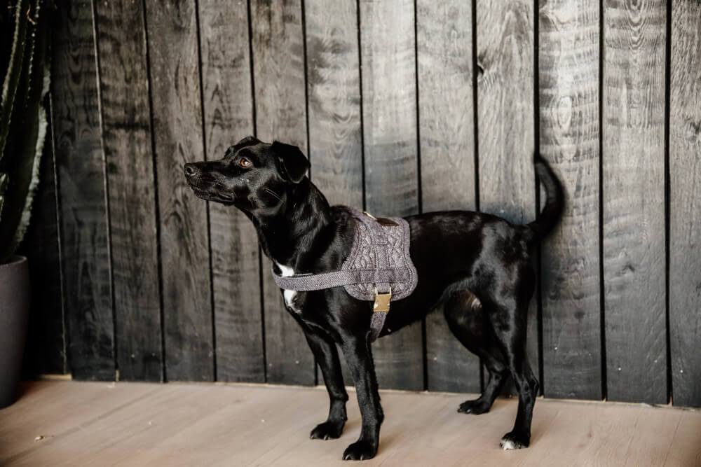 Wool Dog Harness C6621