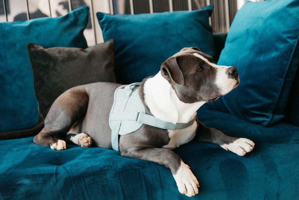 Wool Dog Harness C6621