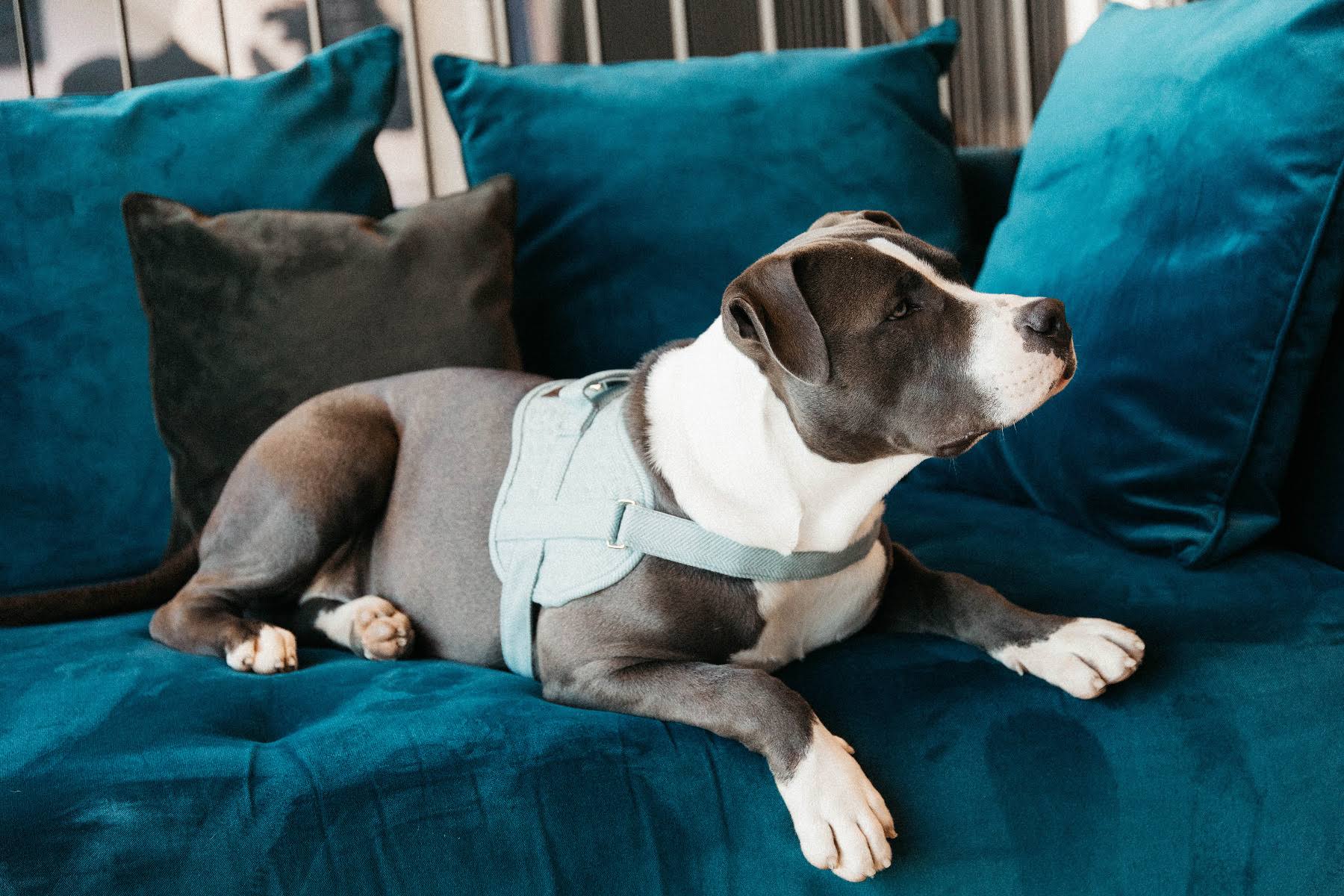 Wool Dog Harness C6621