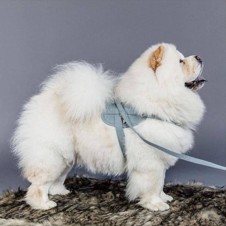 Wool Dog Harness C6621