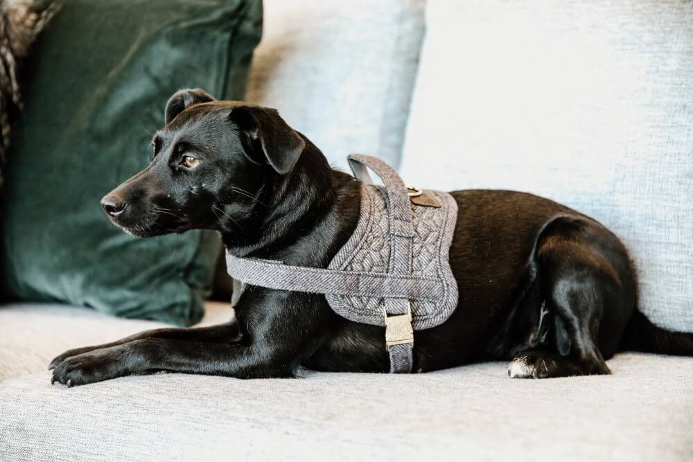 Wool Dog Harness C6621