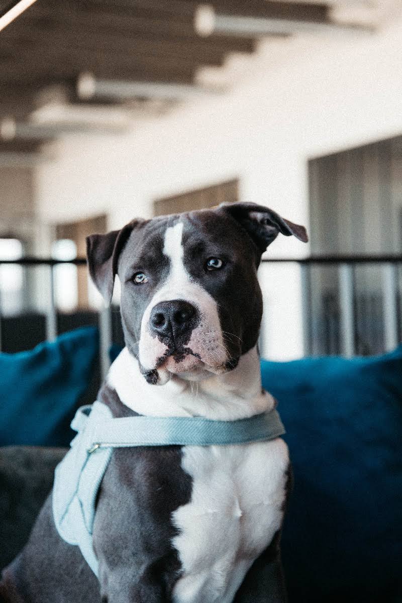Wool Dog Harness C6621