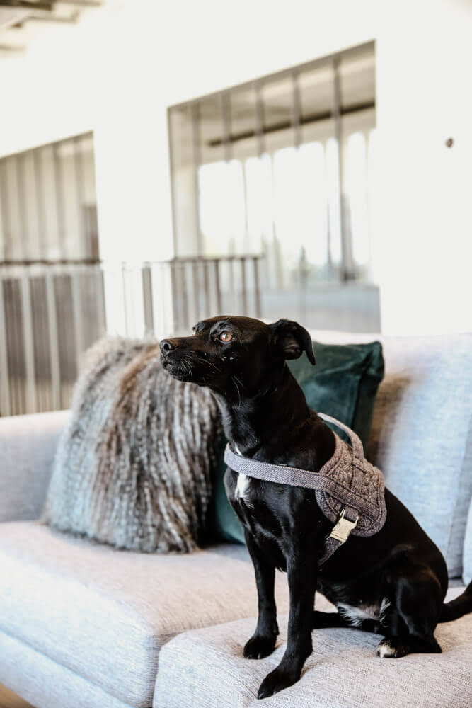 Wool Dog Harness C6621