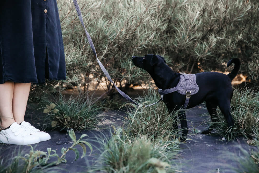 Wool Dog Harness C6621